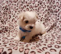 Blue, a male Maltese for sale in Bonney Lake, WA – Photo 1 of 10