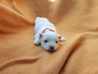 Maltese red, a female Maltese for sale in Bonney Lake, WA – 2 of 9