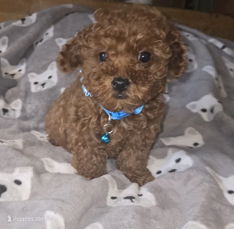Ernie – Poodle - Toy  puppy for sale in Bonney Lake, WA