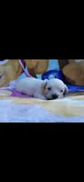 Yellow collar , a male Maltipoo for sale in Bonney Lake, WA – 5 of 10