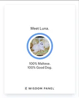 Maltese blue, a male Maltese for sale in Bonney Lake, WA – 7 of 7