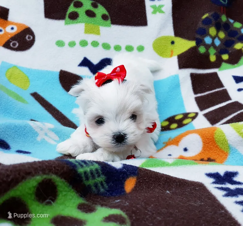 Maltese red – Maltese puppy for sale in Bonney Lake, WA