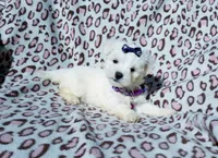 Girl purple , a female Maltese for sale in Bonney Lake, WA – 2 of 10