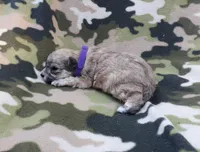 Purple Maltipoo , a female Maltipoo for sale in Bonney Lake, WA – 3 of 7