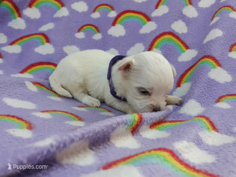 Maltese purple  – Maltese puppy for sale in Bonney Lake, WA