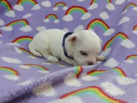 Maltese purple , a female Maltese for sale in Bonney Lake, WA – 1 of 7