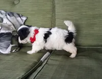 Red boy, a male Maltipoo for sale in Bonney Lake, WA – 2 of 10