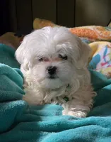 green collar, a male Maltese for sale in Bonney Lake, WA – 6 of 9