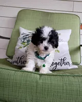 MB, a male Maltipoo for sale in Bonney Lake, WA – 2 of 10