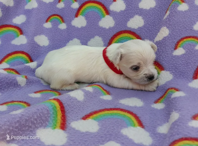 Maltese red – Maltese puppy for sale in Bonney Lake, WA