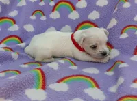 Maltese red, a male Maltese for sale in Bonney Lake, WA – 1 of 6