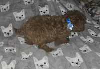 Ernie, a male Poodle - Toy  for sale in Bonney Lake, WA – 5 of 5