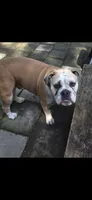 Clover, a female English Bulldog for sale in Bonney Lake, WA – 7 of 9