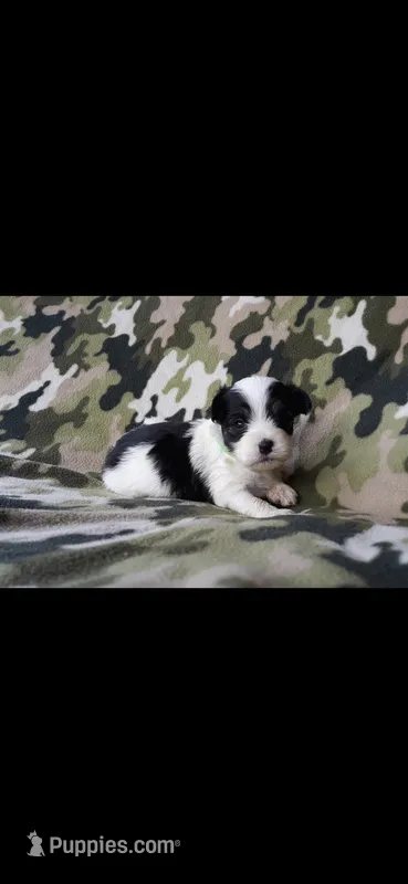 Green boy – Maltipoo puppy for sale in Bonney Lake, WA