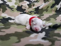 Maltese red, a female Maltese for sale in Bonney Lake, WA – 5 of 9