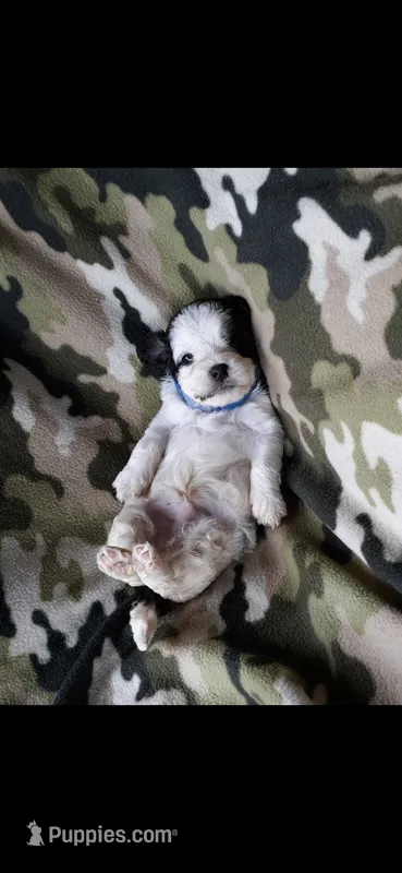 Blue boy – Maltipoo puppy for sale in Bonney Lake, WA