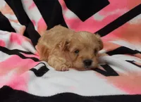 Pink, a female Maltipoo for sale in Bonney Lake, WA – 6 of 10