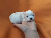 Maltese pink, a female Maltese for sale in Bonney Lake, WA – 2 of 9