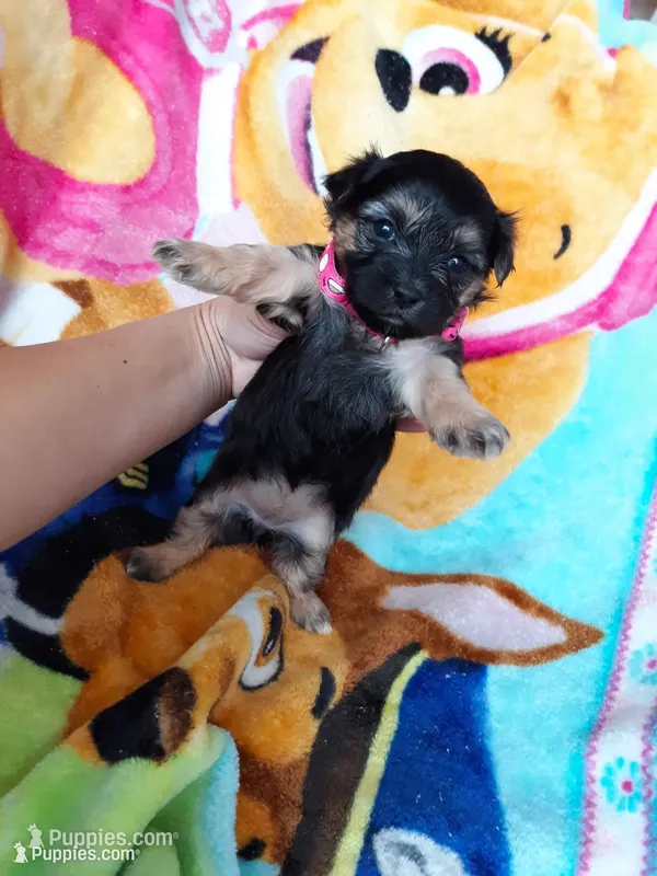 Pink Maltipoo – Maltipoo puppy for sale in Bonney Lake, WA
