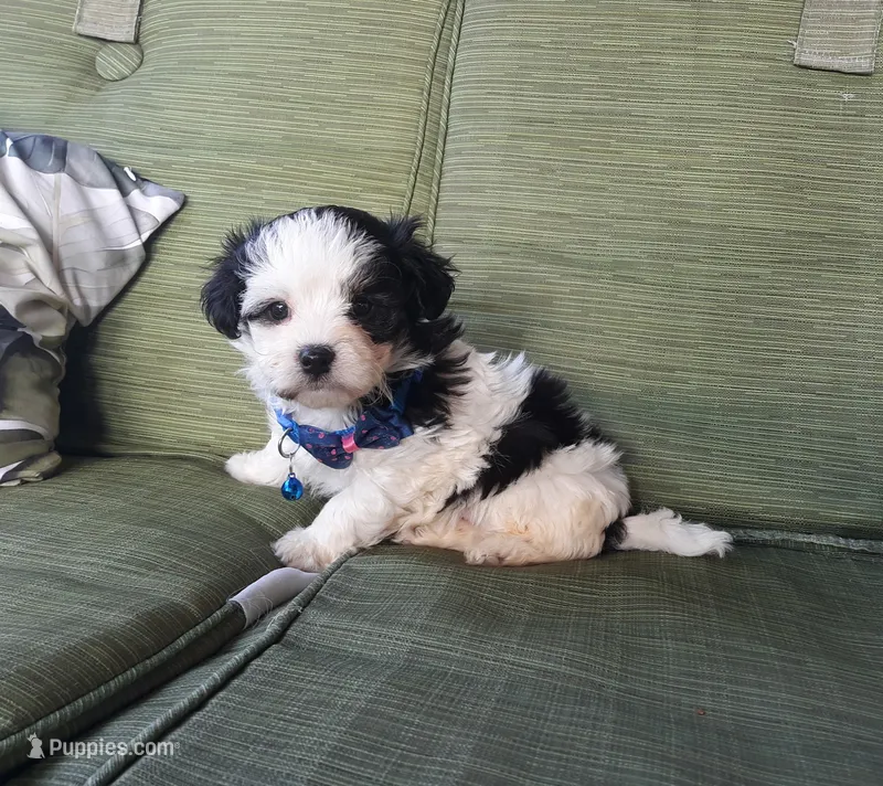 Blue boy – Maltipoo puppy for sale in Bonney Lake, WA