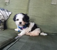 Blue boy, a male Maltipoo for sale in Bonney Lake, WA – 1 of 10