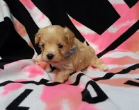 Blue, a male Maltipoo for sale in Bonney Lake, WA – 3 of 10