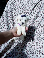 Girl purple , a female Maltese for sale in Bonney Lake, WA – 3 of 10