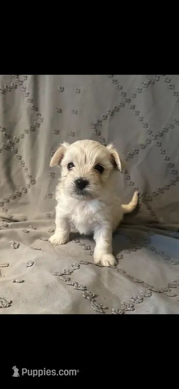 Cream boy – Maltipoo, Morkie puppy for sale in Bonney Lake, WA