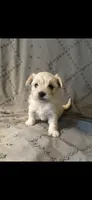 Cream boy, a female Maltipoo and Morkie for sale in Bonney Lake, WA – 1 of 4