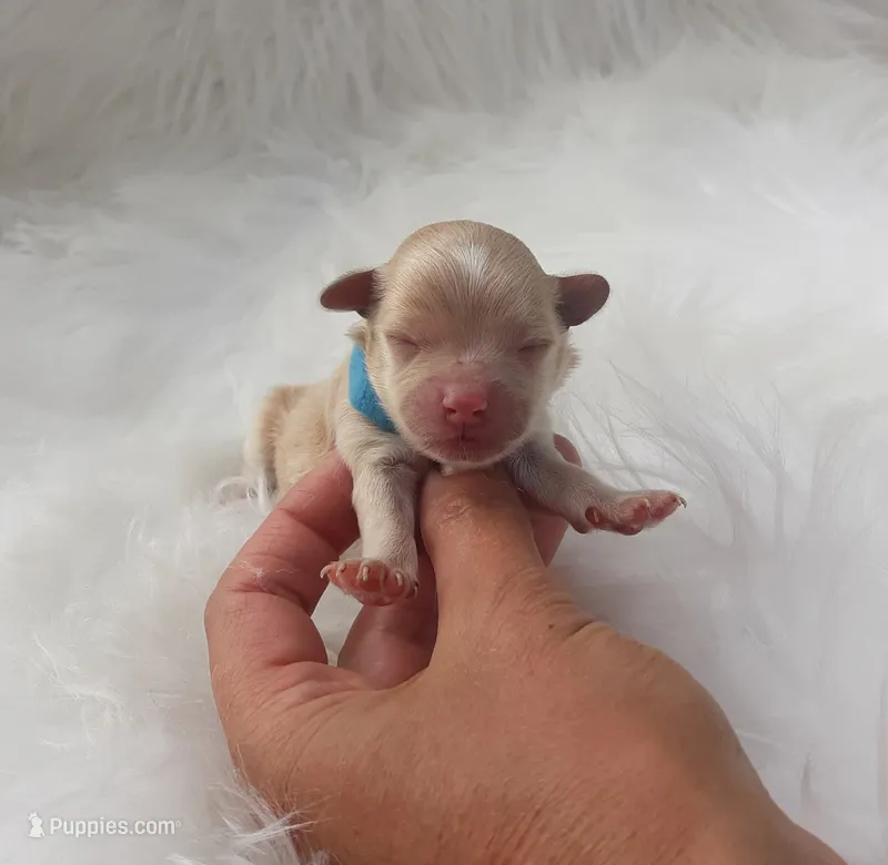 Blue – Maltipoo puppy for sale in Bonney Lake, WA