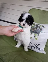 MB, a male Maltipoo for sale in Bonney Lake, WA – 3 of 10