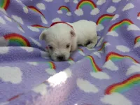 Maltese red, a male Maltese for sale in Bonney Lake, WA – 3 of 6