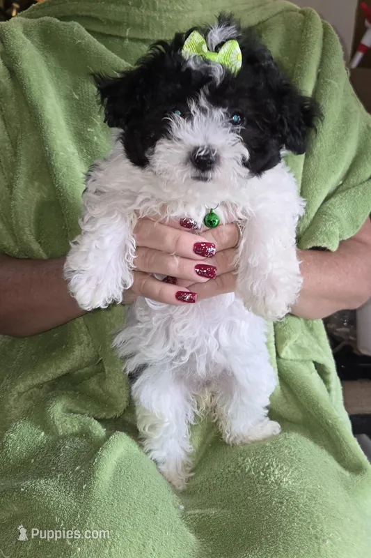 Green Maltipoo – Maltipoo puppy for sale in Bonney Lake, WA