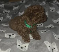 Bert, a male Poodle - Toy  for sale in Bonney Lake, WA – 3 of 4