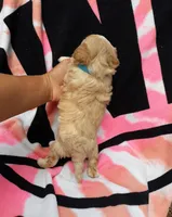 Blue, a male Maltipoo for sale in Bonney Lake, WA – 4 of 10