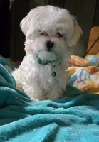 green collar, a male Maltese for sale in Bonney Lake, WA – 8 of 9