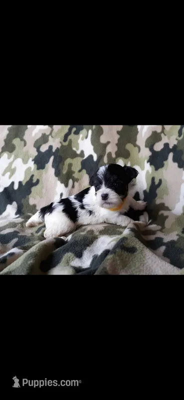 Yellow boy – Maltipoo puppy for sale in Bonney Lake, WA