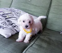 Yellow collar , a male Maltipoo for sale in Bonney Lake, WA – 2 of 10