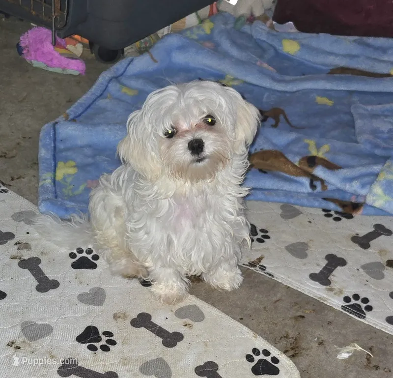 green collar – Maltese puppy for sale in Bonney Lake, WA