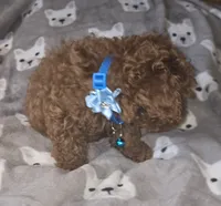 Ernie, a male Poodle - Toy  for sale in Bonney Lake, WA – 4 of 5