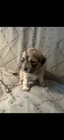 Cream girl, a female Maltipoo and Morkie for sale in Bonney Lake, WA – 2 of 4