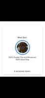 Bert, a male Poodle - Toy  for sale in Bonney Lake, WA – 4 of 4
