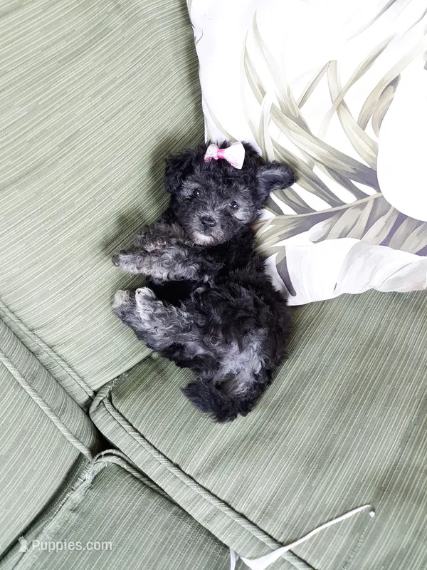 pink collar – Maltipoo puppy for sale in Bonney Lake, WA