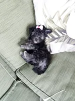 pink collar, a female Maltipoo for sale in Bonney Lake, WA – 1 of 10