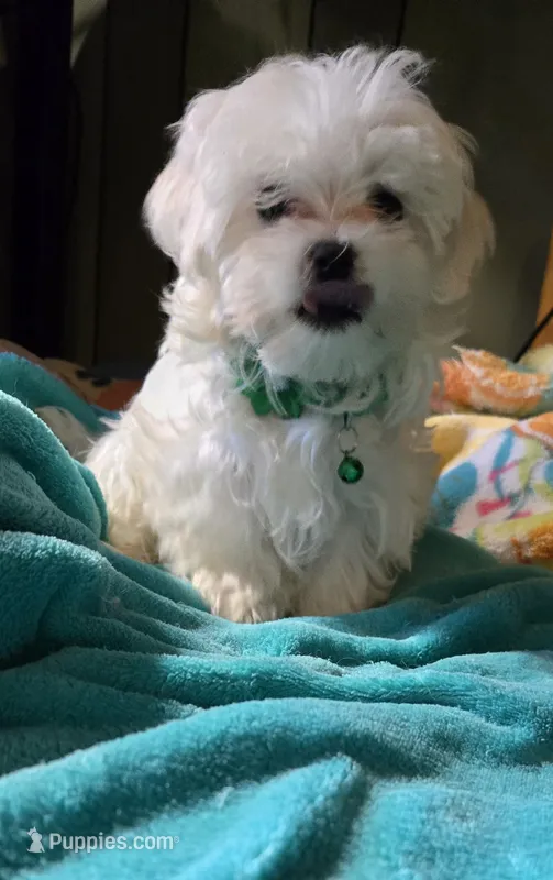 green collar – Maltese puppy for sale in Bonney Lake, WA