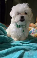green collar, a male Maltese for sale in Bonney Lake, WA – 3 of 9