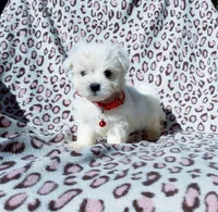Boy red, a male Maltese for sale in Bonney Lake, WA – 4 of 10