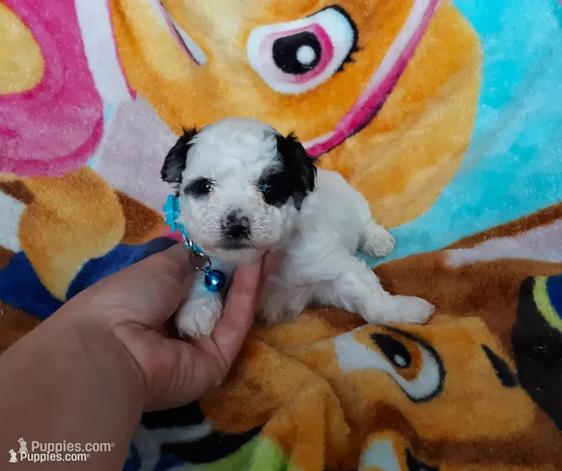 Blue  maltipoo – Maltipoo puppy for sale in Bonney Lake, WA