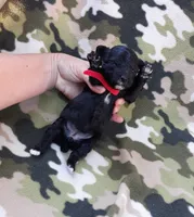 Red maltipoo , a female Maltipoo for sale in Bonney Lake, WA – 1 of 7