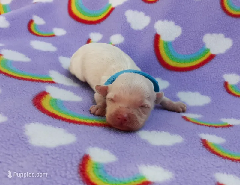 blue collar – Maltipoo puppy for sale in Bonney Lake, WA